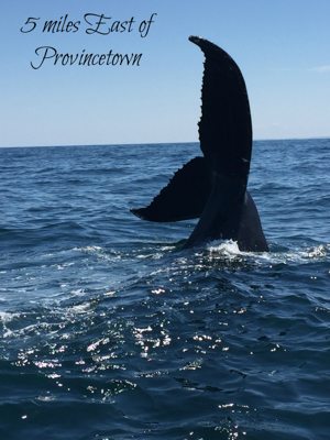 5 miles east of Provincetown: A whale's tail splashes out of the ocean.